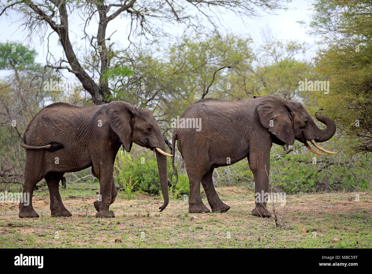 Afrikanische Elefanten (Loxodonta africana), zwei Tiere in einer Zeile, Krüger Nationalpark, Südafrika Stockfoto