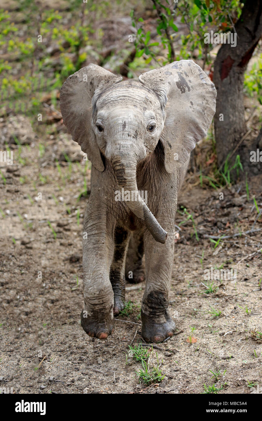 Afrikanischer Elefant (Loxodonta africana), junge Tier läuft, Sabi Sand Game Reserve, Südafrika Stockfoto