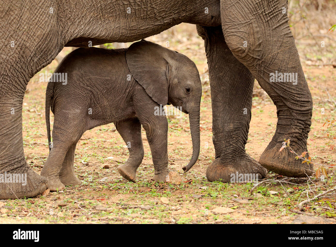 Afrikanischer Elefant (Loxodonta africana), junge Tier auf der Suche nach Unterschlupf unter Elefantenkuh, soziales Verhalten, Sabi Sand Game Reserve Stockfoto