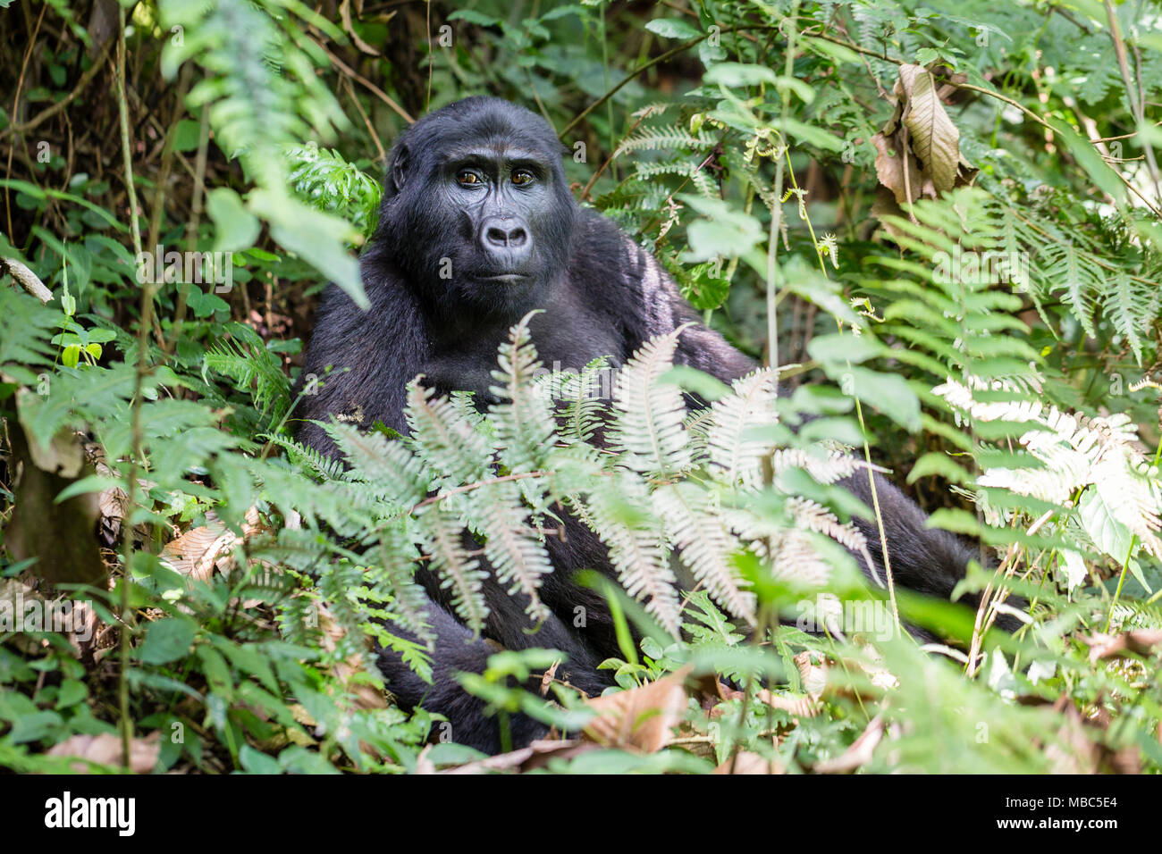 Berggorilla (Gorilla beringei beringei) sitzt in den Regenwald, Bwindi Impenetrable Nationalpark, Uganda Stockfoto