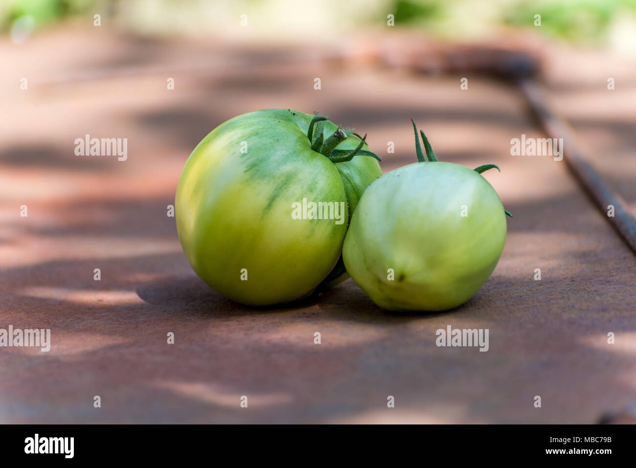 Homegrown grüne Tomaten Stockfoto