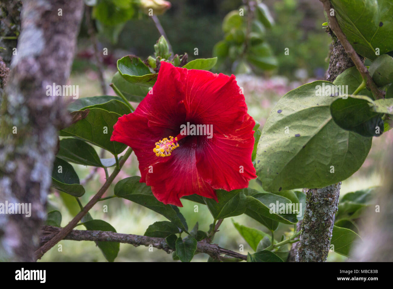 Bunte rote Hibiskus in Mi Jardin es su Jardin Ziergarten in Boquete, Panama Stockfoto