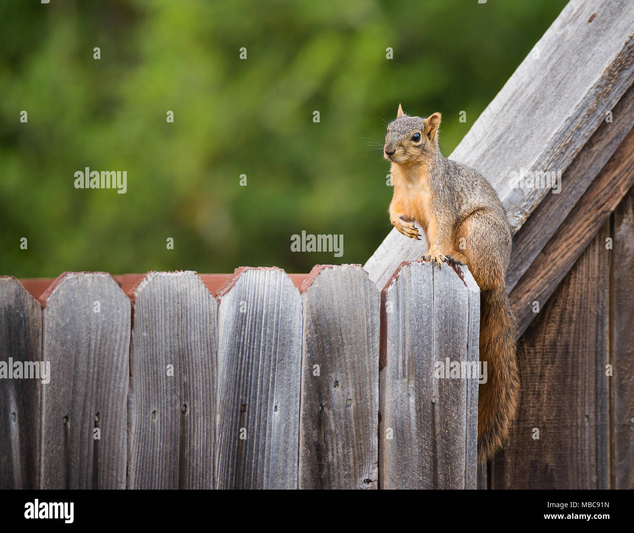 Cute östlichen Fuchs Eichhörnchen (sciurus Niger) sitzen auf einem hölzernen Zaun im Hinterhof. Natürlichen, grünen Hintergrund mit kopieren. Stockfoto