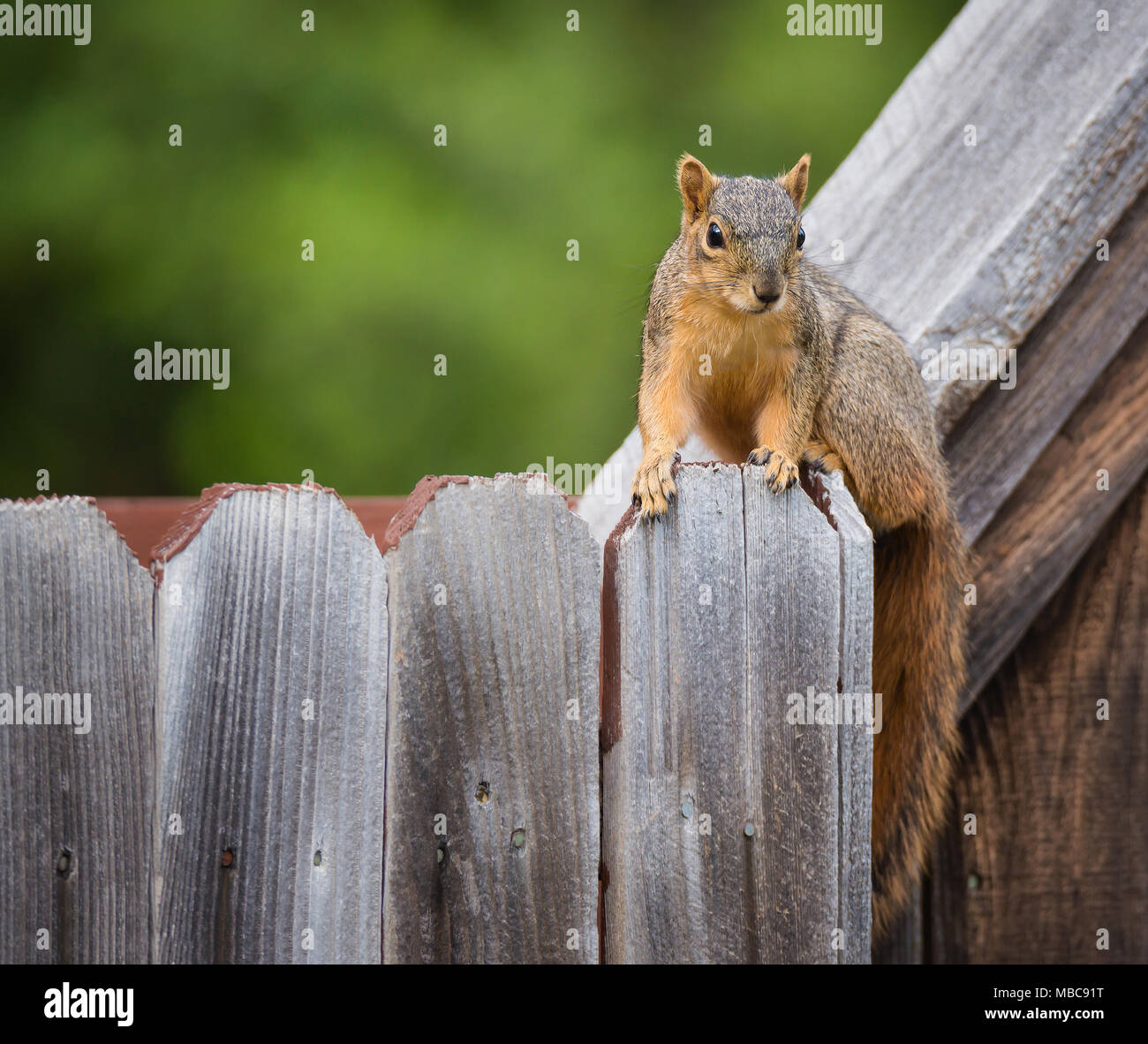 Cute östlichen Fuchs Eichhörnchen (sciurus Niger) sitzen auf einem hölzernen Zaun im Hinterhof. Natürlichen, grünen Hintergrund mit kopieren. Stockfoto