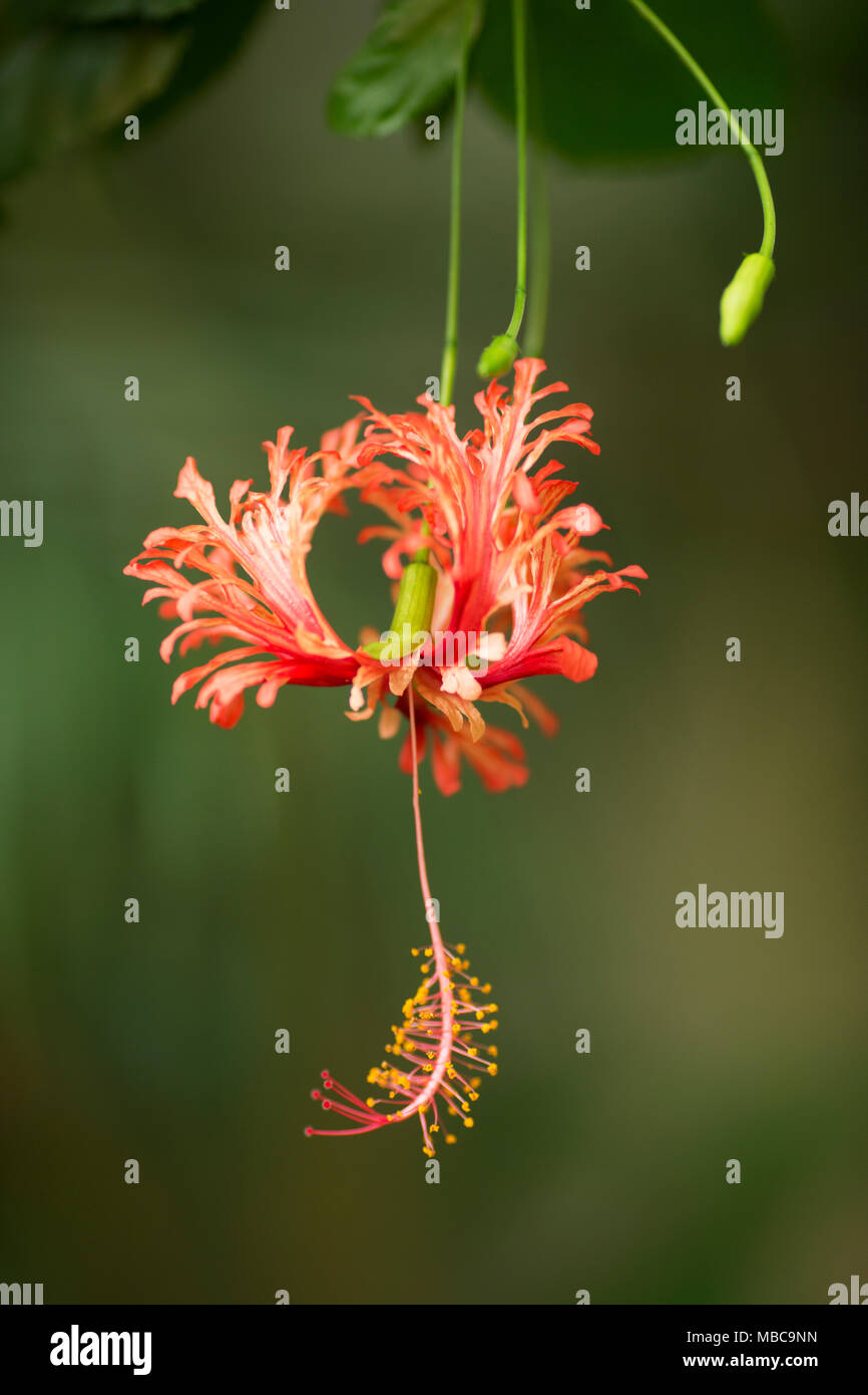 Hibiscus schizopetalus, bekannt als Rossemallow, japanische Laterne, Korallenhibiskus und Spider Hibiscus, eine tropische Blume, die im östlichen Afrika beheimatet ist Stockfoto
