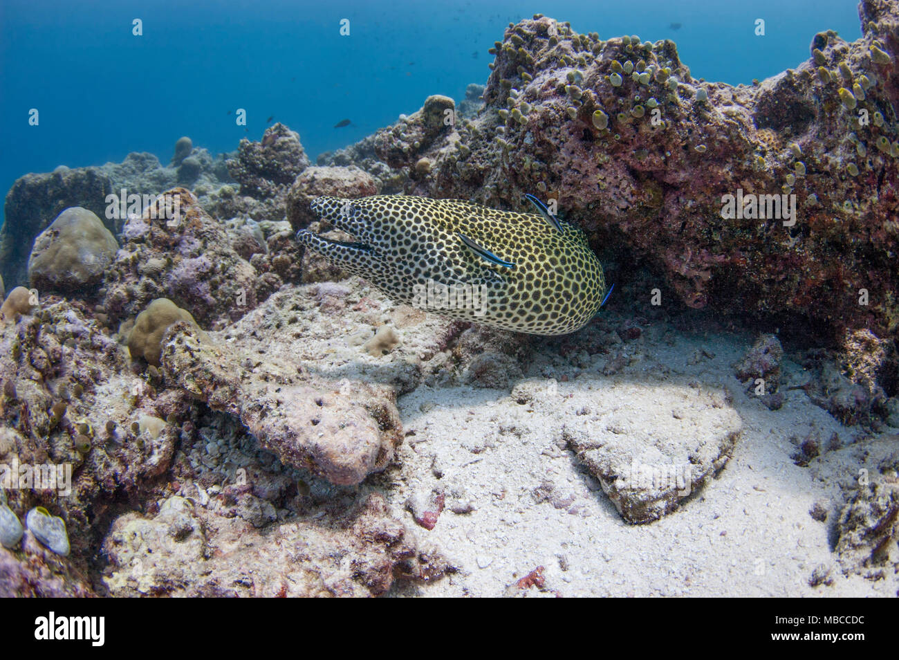 Honey Comb Aal in flachen Riff Stockfoto