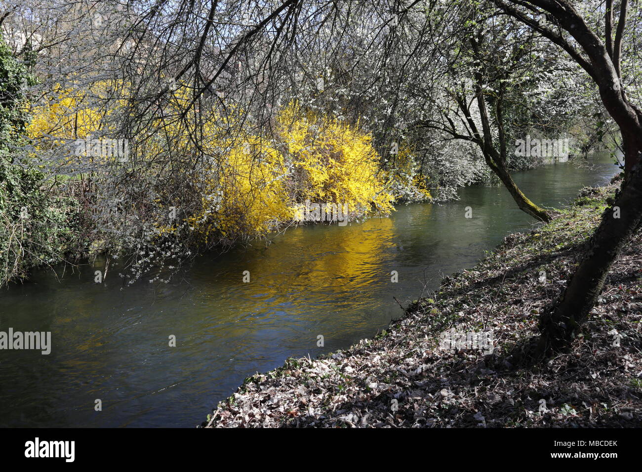 Frühling, Bäume mit weissen Blüten und eine gelb blühende Strauch am Ufer eines Kanals, Reflexion auf dem Wasser Stockfoto