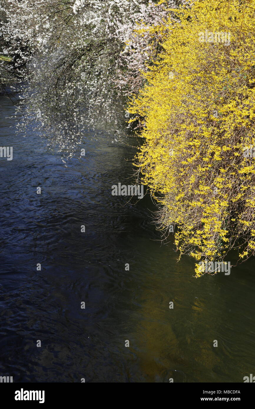 Frühling, Filialen mit weißen Blüten und eine gelb blühende Strauch über Wasser hängend, am Ufer eines Kanals Stockfoto