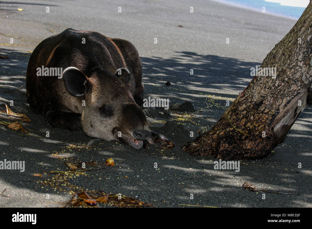 Tapir schlafen am Strand Stockfoto