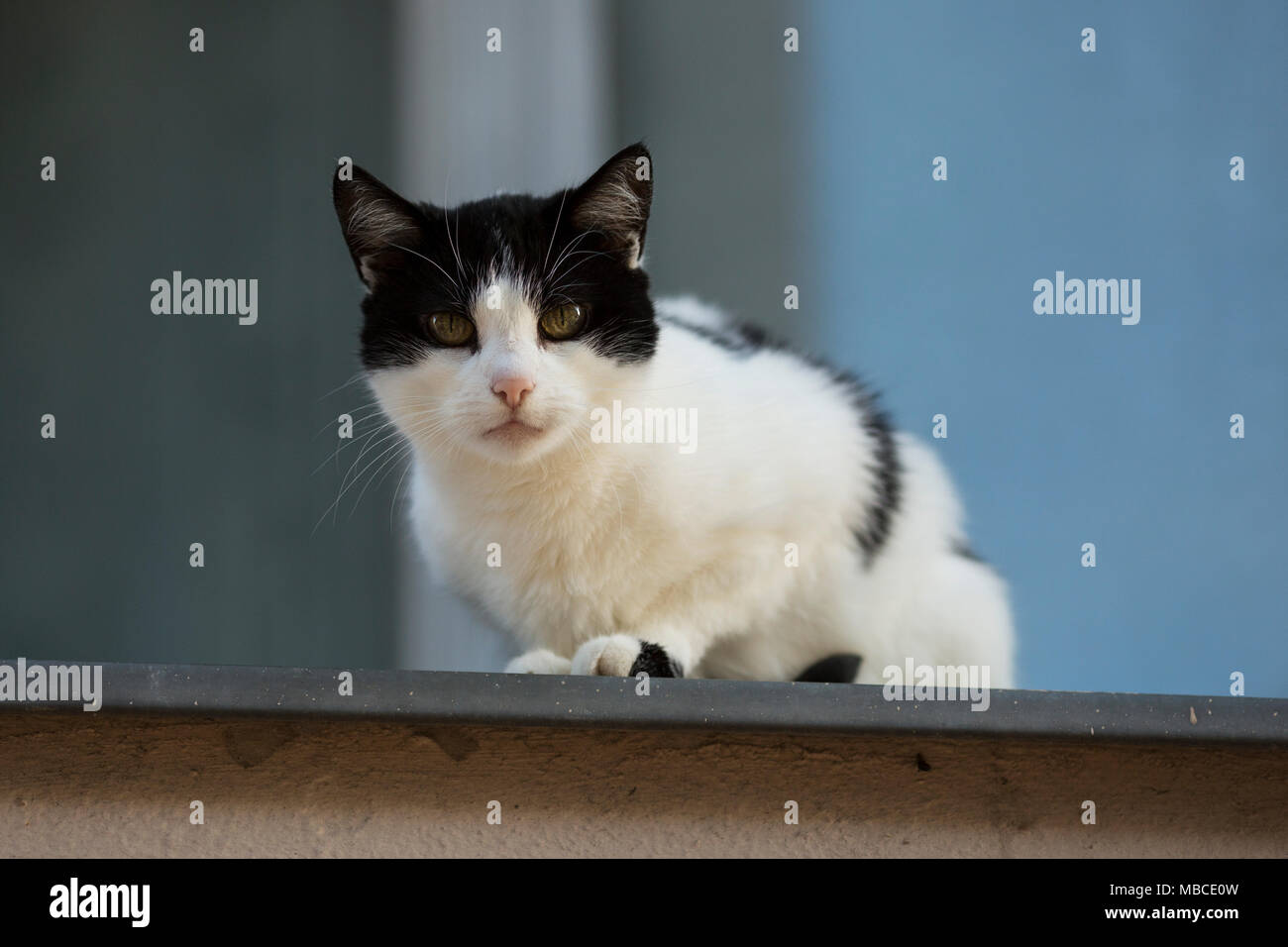 Eine schwarz-weiße Katze schaut von oben auf eine Mauer in Berlin, Deutschland. Stockfoto
