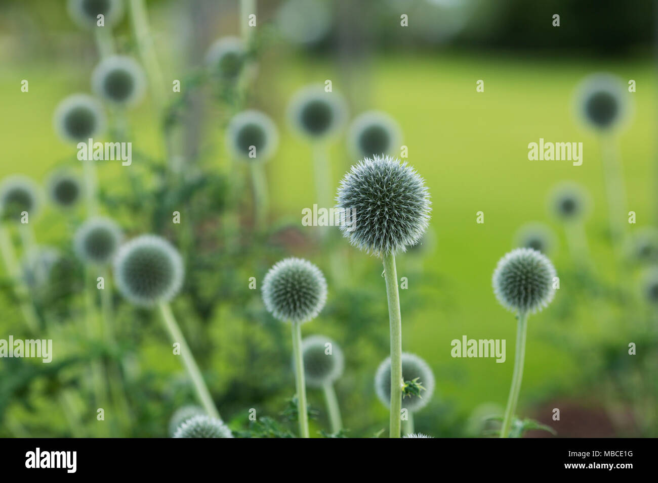 Getrocknete Globus Disteln (Echinops) im Sommergarten in Berlin, Deutschland. Stockfoto