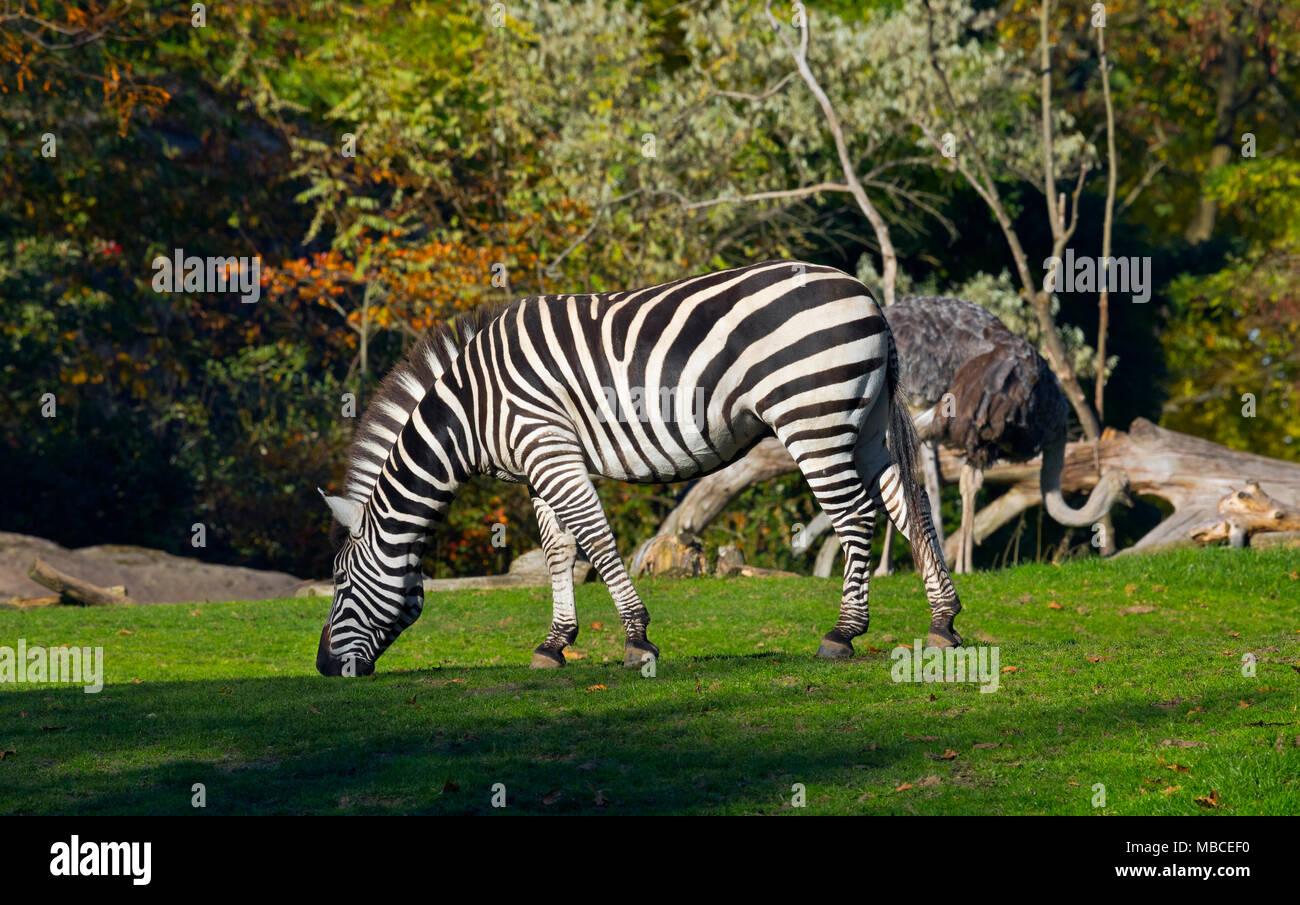 WA 15106-00 ... WASHINGTON - ein Zebra und ein Strauß in der Afrikanischen Savanne Ausstellung in Seattle Woodland Park Zoo. Stockfoto