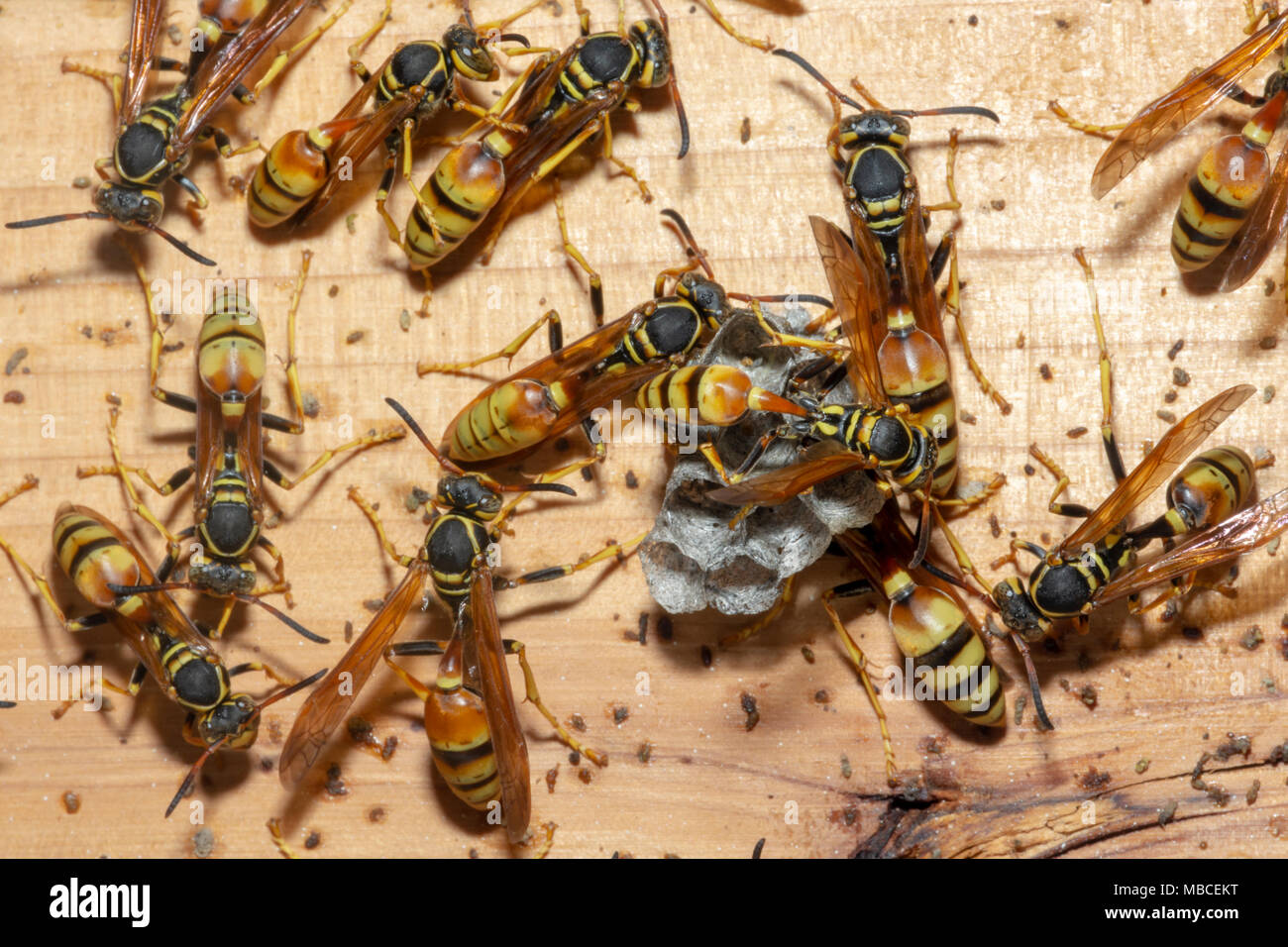 Western Wespen bauen ihr Nest in der Abgeschiedenheit eines hölzernen Automobile garage Wall, Colorado USA. Stockfoto