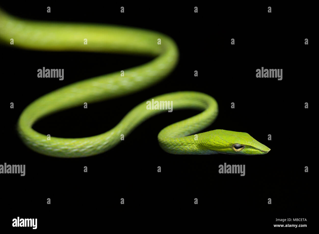 Orientalische vine Whip snake Ahaetulla prasina Stockfoto