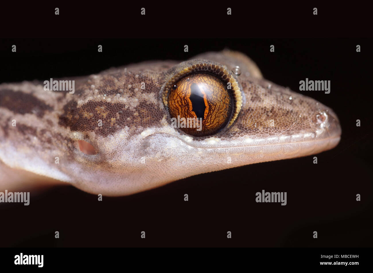 Von Inger bug Fingered gecko Cyrtodactylus pubisulcus Stockfoto