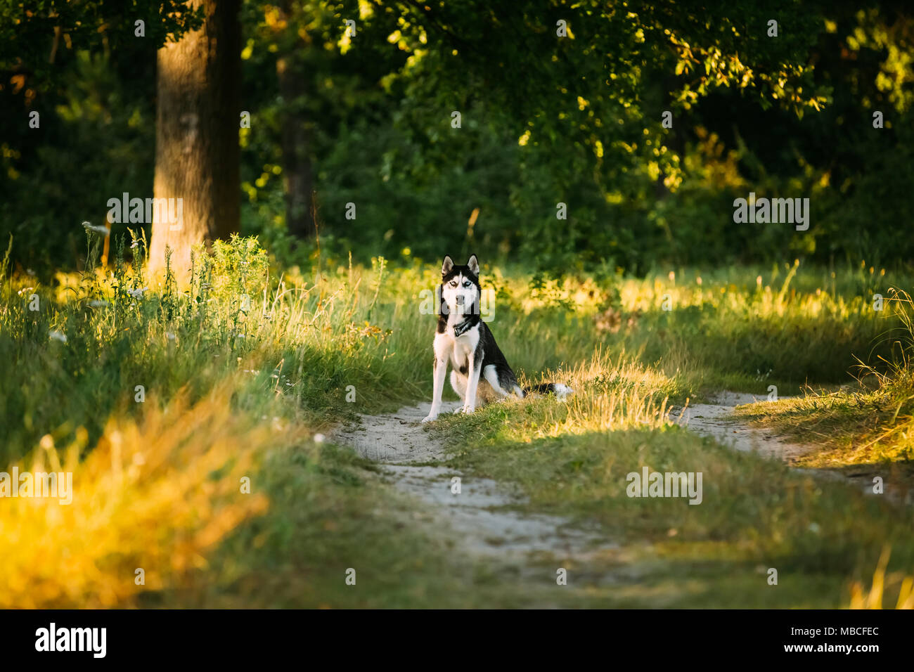 Junge Happy Husky Eskimo Dog Sitting In Waldweg Outdoor. Sommer oder Frühling Stockfoto