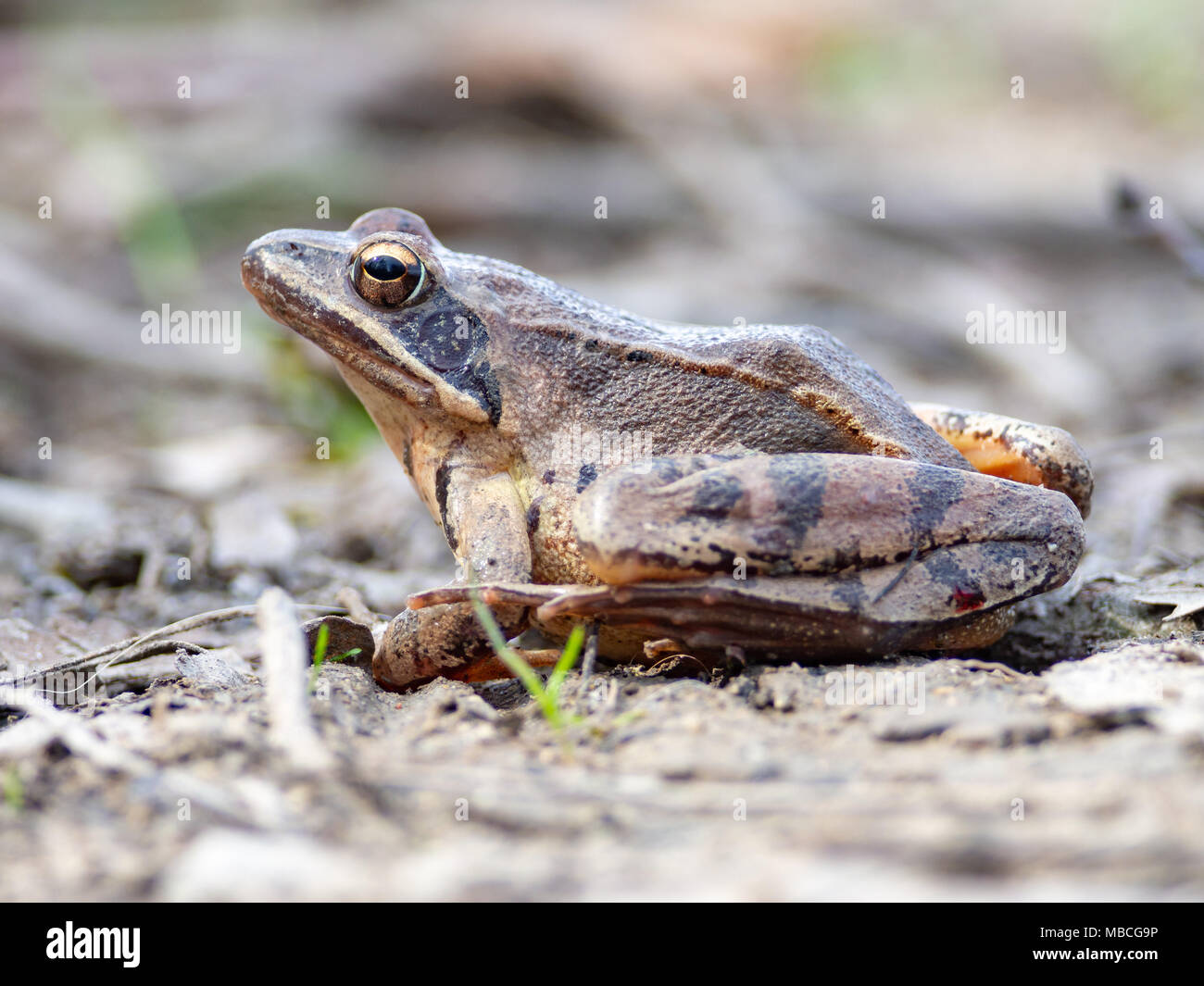 Europäische Grasfrosch (Rana temporaria) in National Nature Reserve Sur, Slowakei Stockfoto