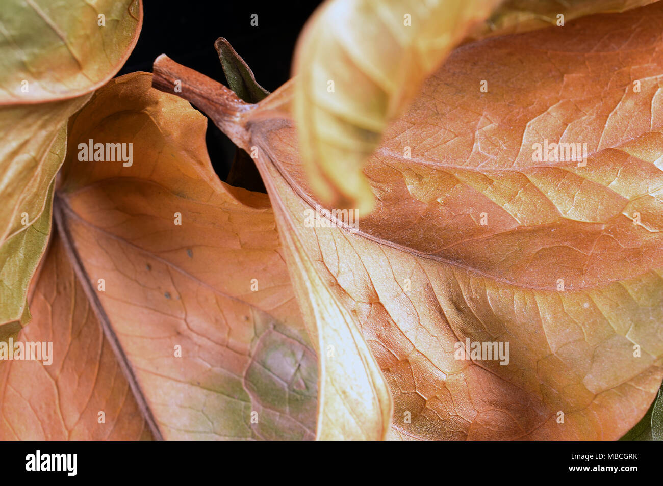 Orange Blätter im Herbst. Studio Makroaufnahme mit schwarzem Hintergrund. Stockfoto