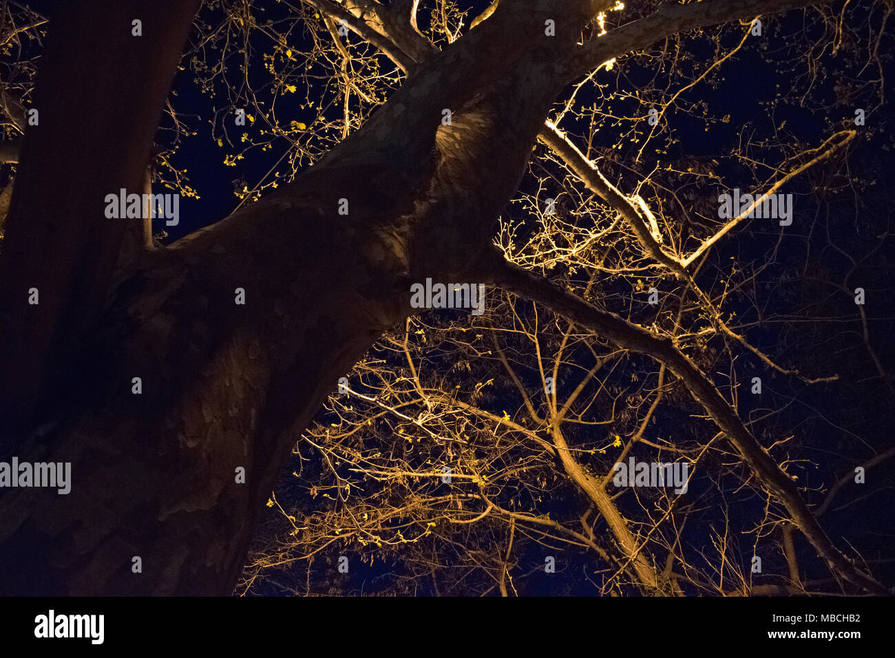 Baum Nacht dunkel Licht Stockfoto