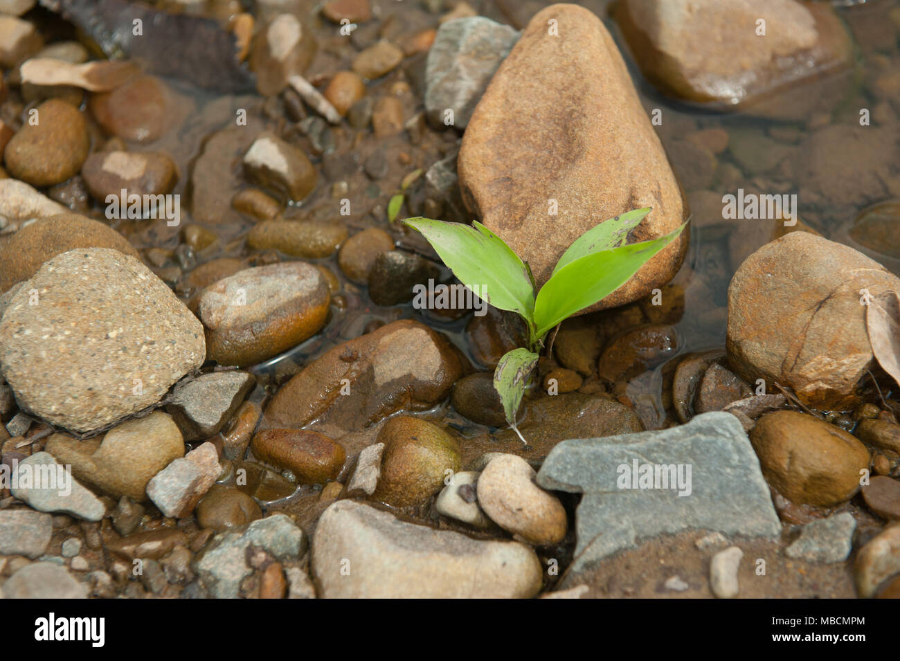 Einzelne Pflanze am Fluss. Stockfoto