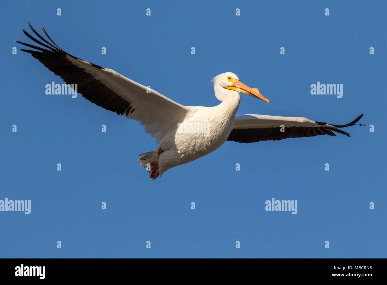 American White Pelican (Pelecanus erythrorhynchos) in Zucht Gefieder fliegen in blauer Himmel, Saylorville, Iowa, USA Stockfoto