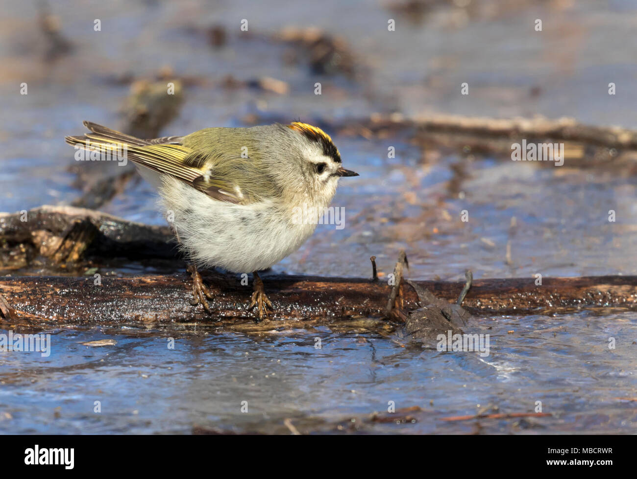 Golden gekrönte kinglet oder Goldcrest (Regulus satrapa) Nahrungssuche auf dem Eis der gefrorenen See unter holz Rückstand, Saylorville, Iowa, USA Stockfoto