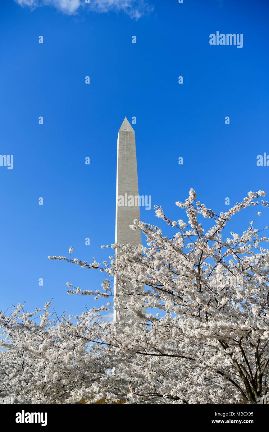 Kirschblüten im Peak Bloom mit dem Washington Monument im Hintergrund in Washington DC, USA Stockfoto