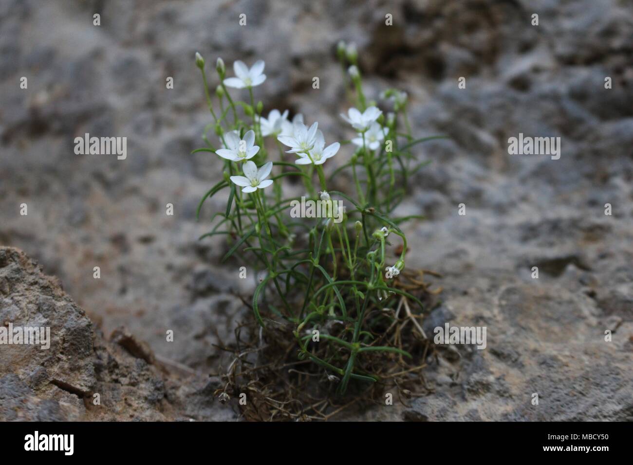 Blühende endemische und seltene Pflanzenarten - Moehringia malyi Stockfoto