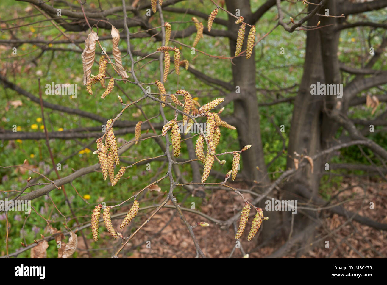 Carpinus betulus mit männlicher Blütenstand Stockfoto