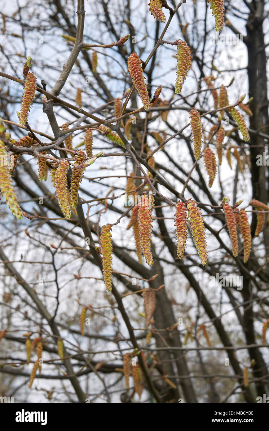 Carpinus betulus mit männlicher Blütenstand Stockfoto