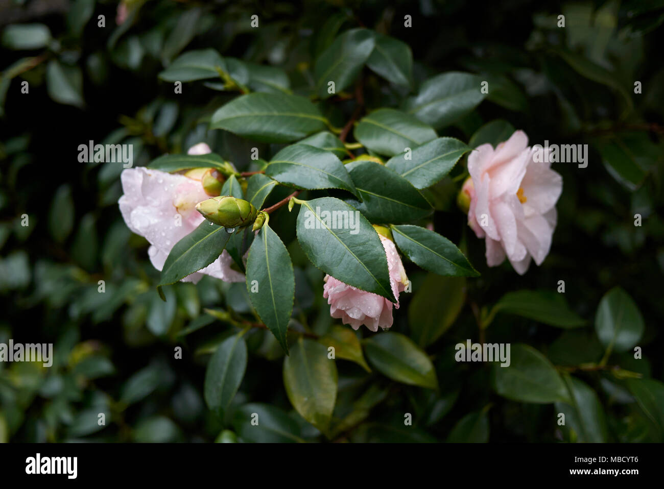 Camellia japonica mit rosa Blumen Stockfoto