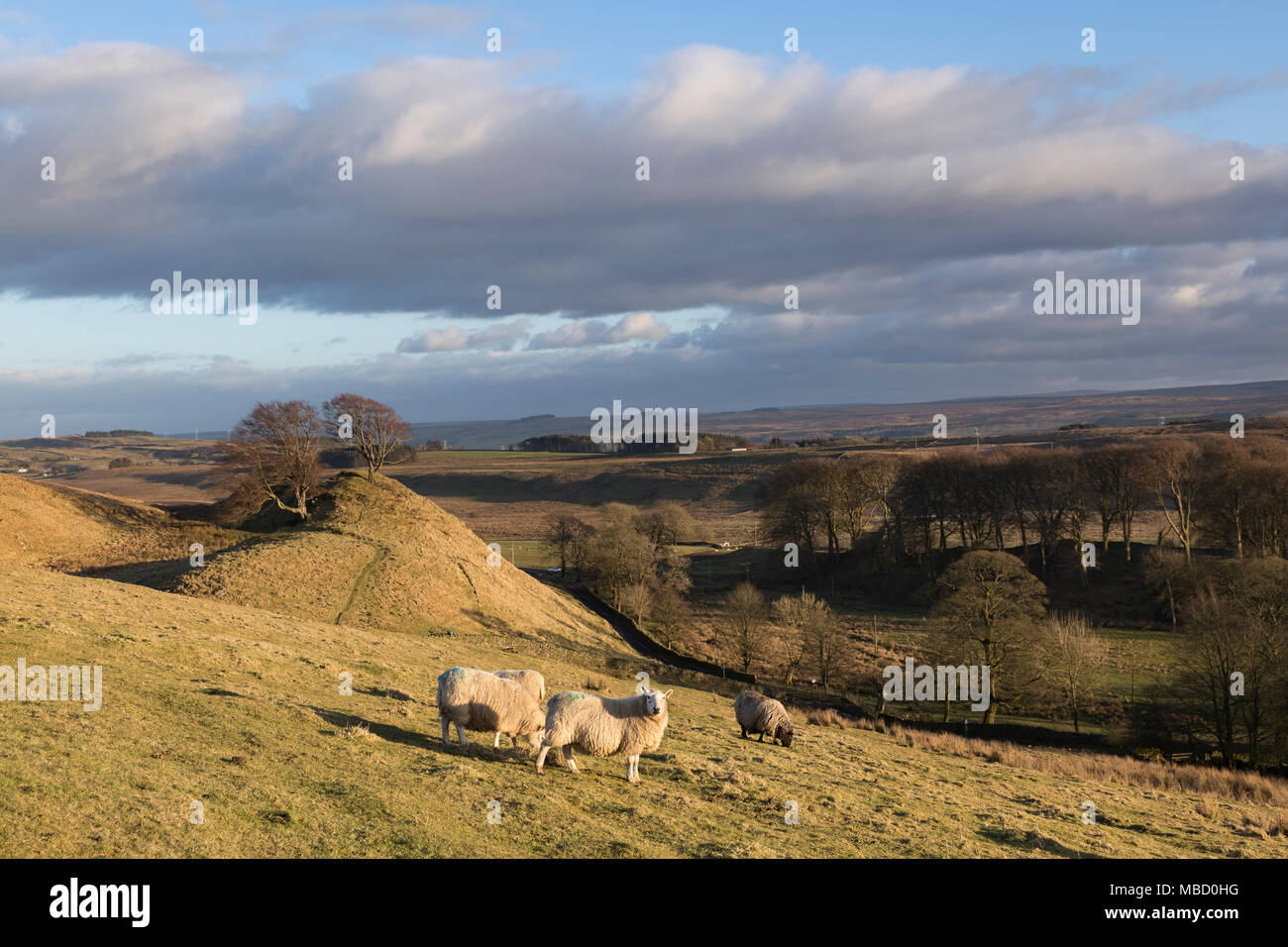 Hadrian's Wall im Winter - Schafe auf walltown Crags mit jenseits, ein Paar der Buche auf einem Hügel in der Nähe von King Arthur's gut, in der Nähe von walltown Farm Stockfoto