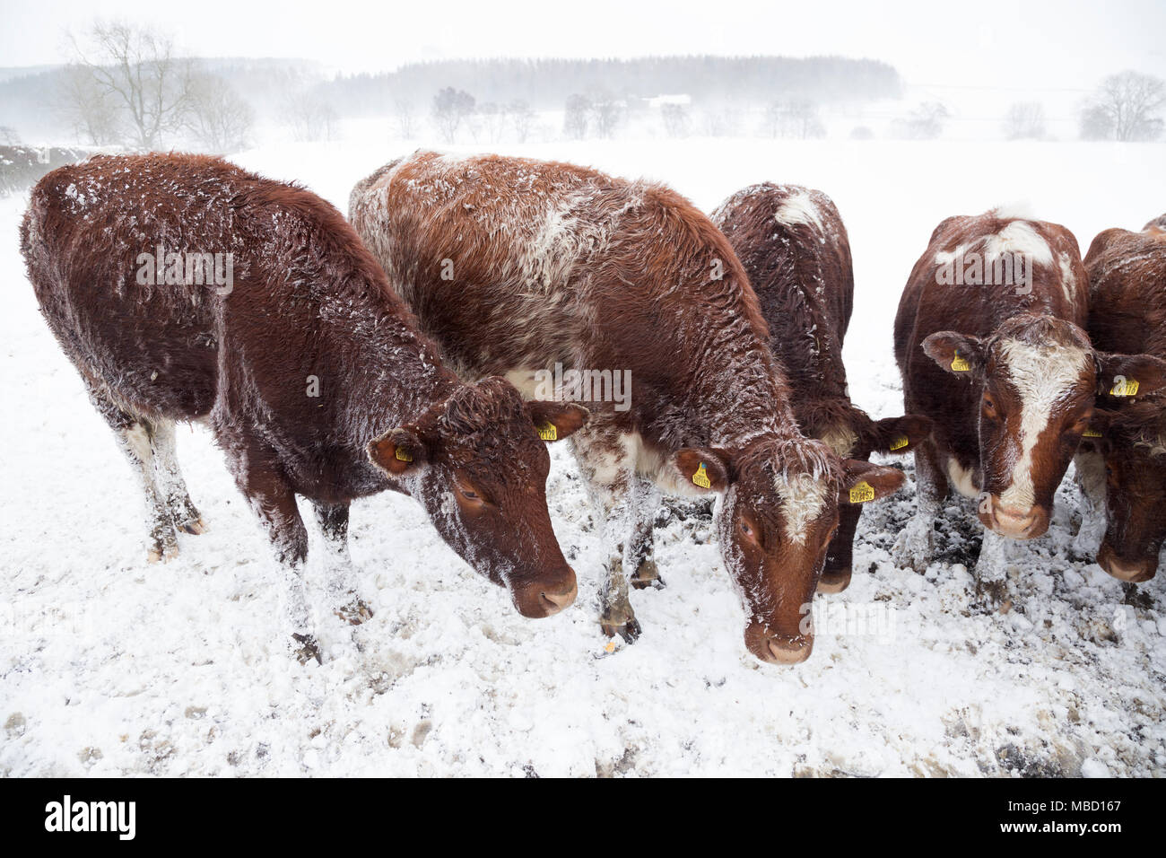 Vieh brave rauen Bedingungen im Winter im Süden Tyne Tal in der Nähe von Greencarts -, Northumberland Stockfoto