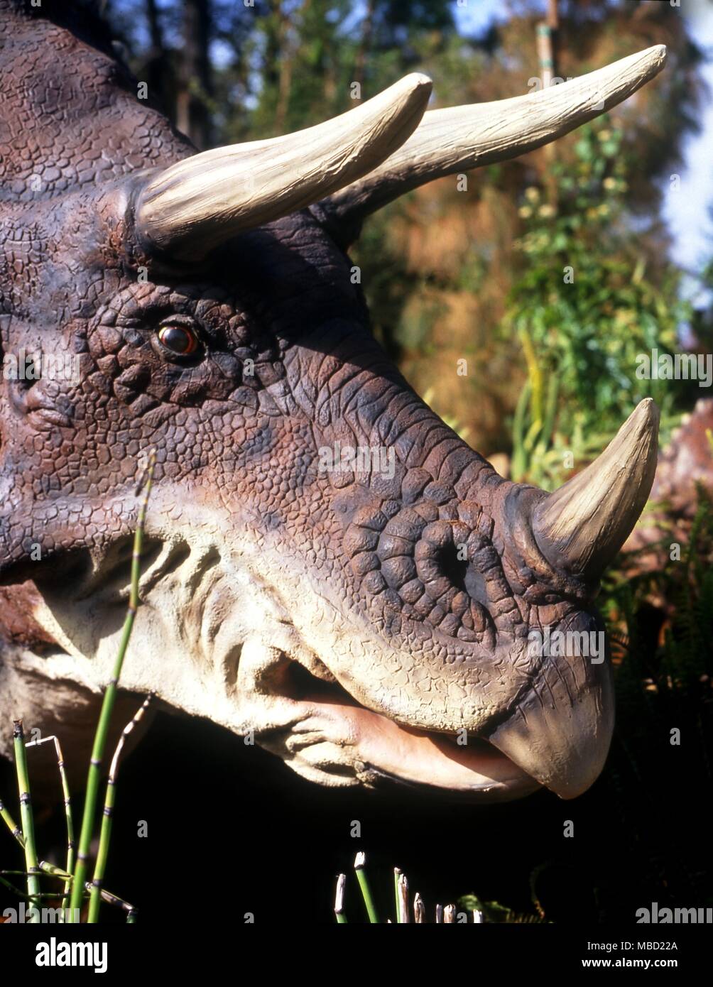 Modell der Triceratops Stockfoto