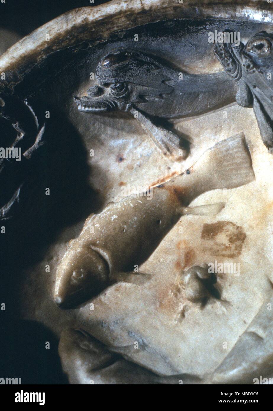 Symbole - Fisch Symbol Christi, der in der Form von Fischen in einem mittelalterlichen Piscina. Museum des Doms, Orvieto, Italien. Stockfoto