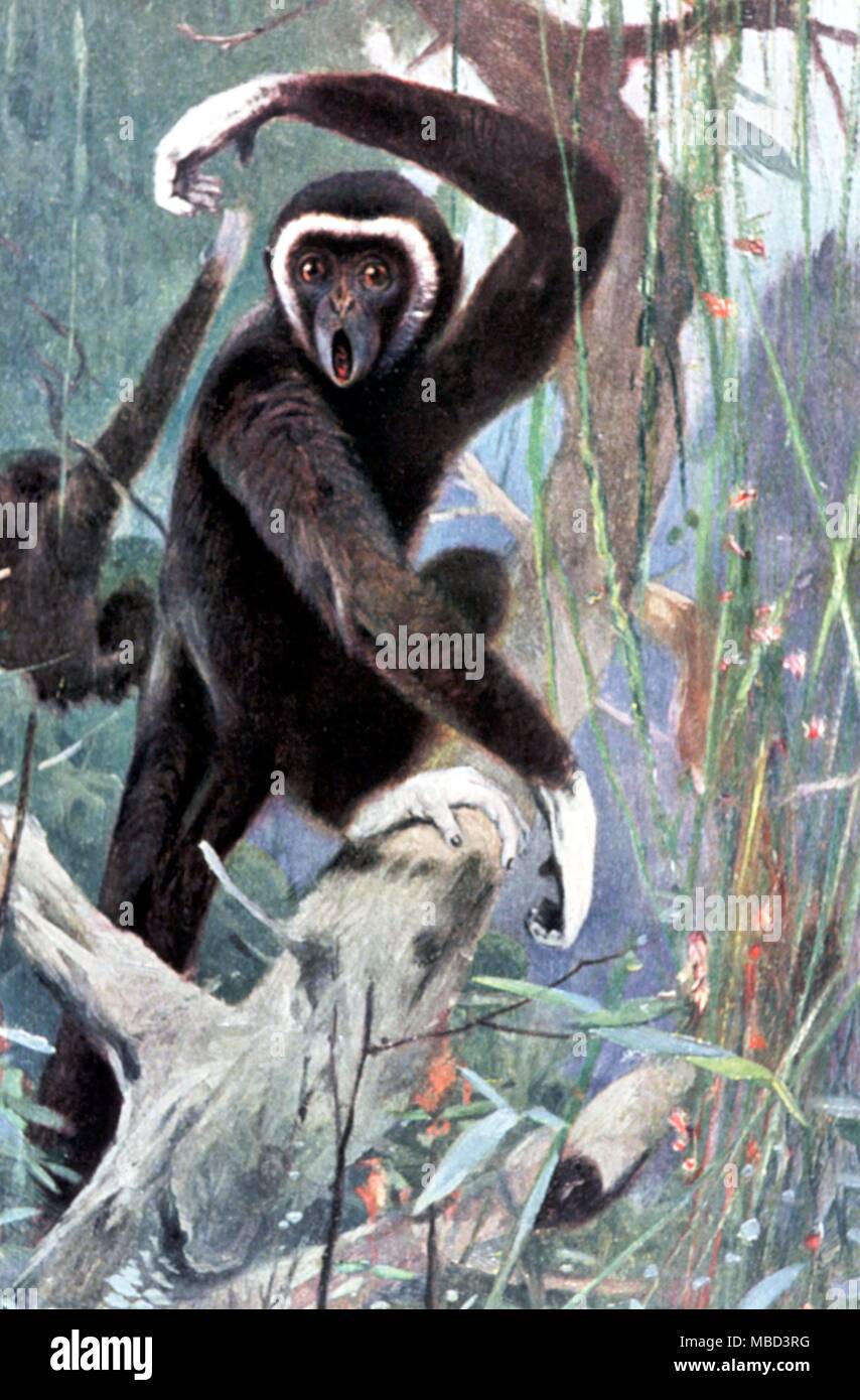 Gibbon silbrig Gibbon Deutsche Lithographie von 1912 nach kuhnert's Animal Portraits Stockfoto