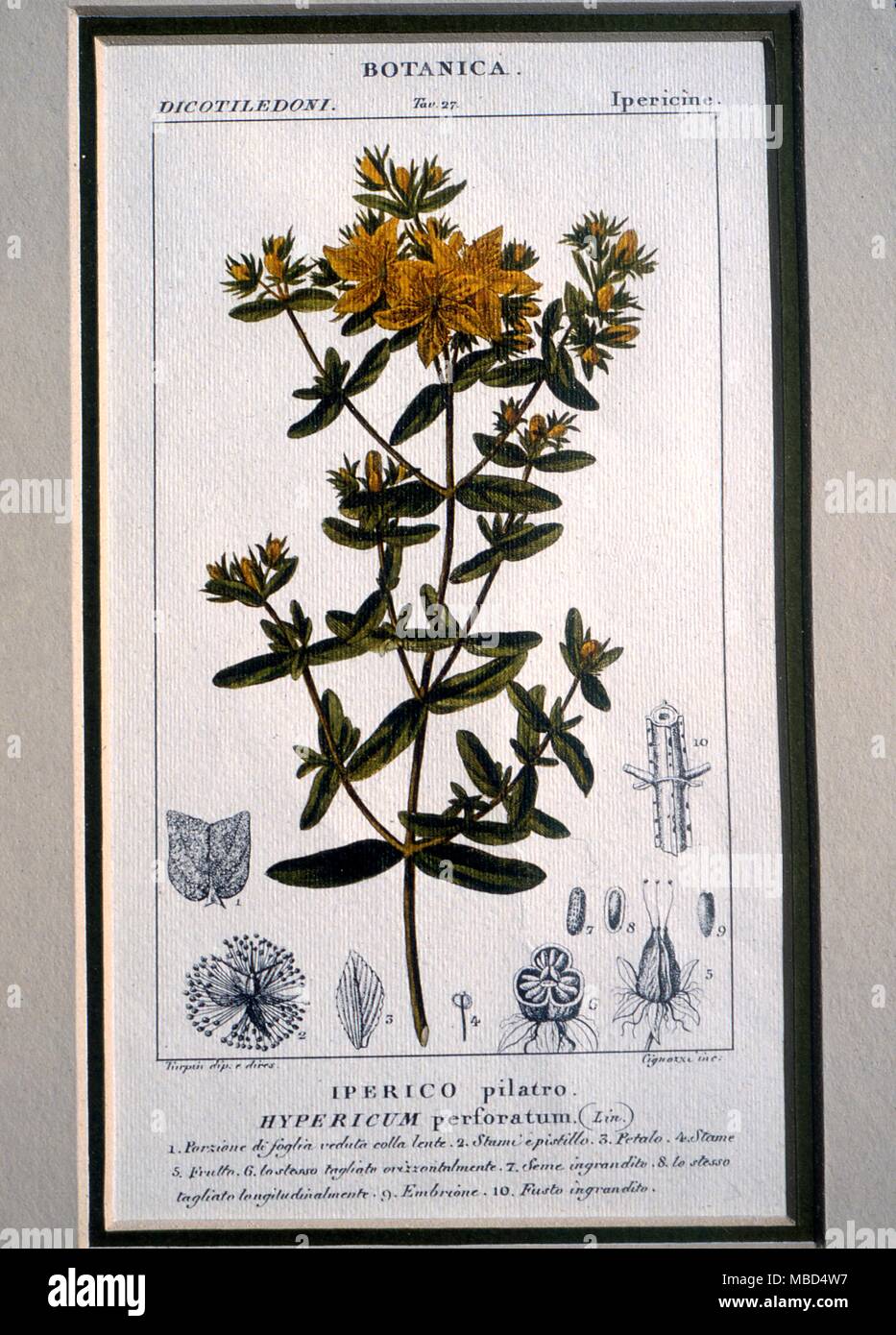 Blumen - Hypericum - Hand - farbiger Druck von Hypericum Perforato - 18. Jahrhundert, Italienisch. - © Charles Walker/ Stockfoto