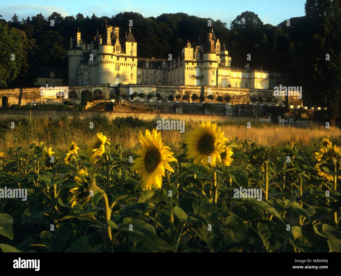 Blumen - Sonnenblumen im Chateau von Usse in das Tal der Loire. - © Charles Walker/ Stockfoto
