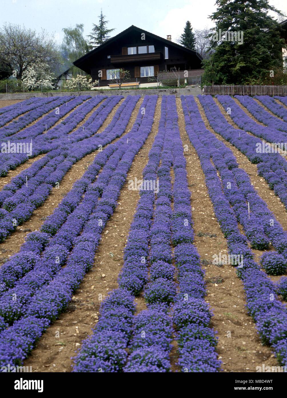Blumen - Lavendel in der Nähe von Thun in der Schweiz. - © Charles Walker/ Stockfoto