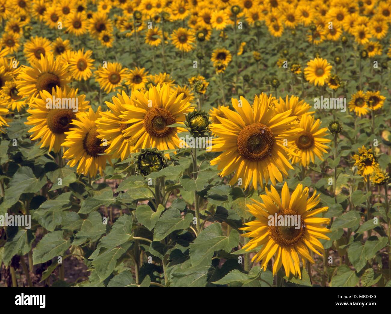 Blumen - Sonnenblumen - © Charles Walker/ Stockfoto