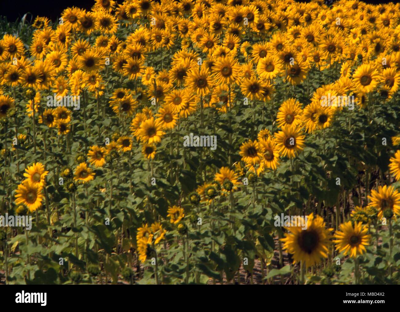 Blumen - Sonnenblumen - © Charles Walker/ Stockfoto