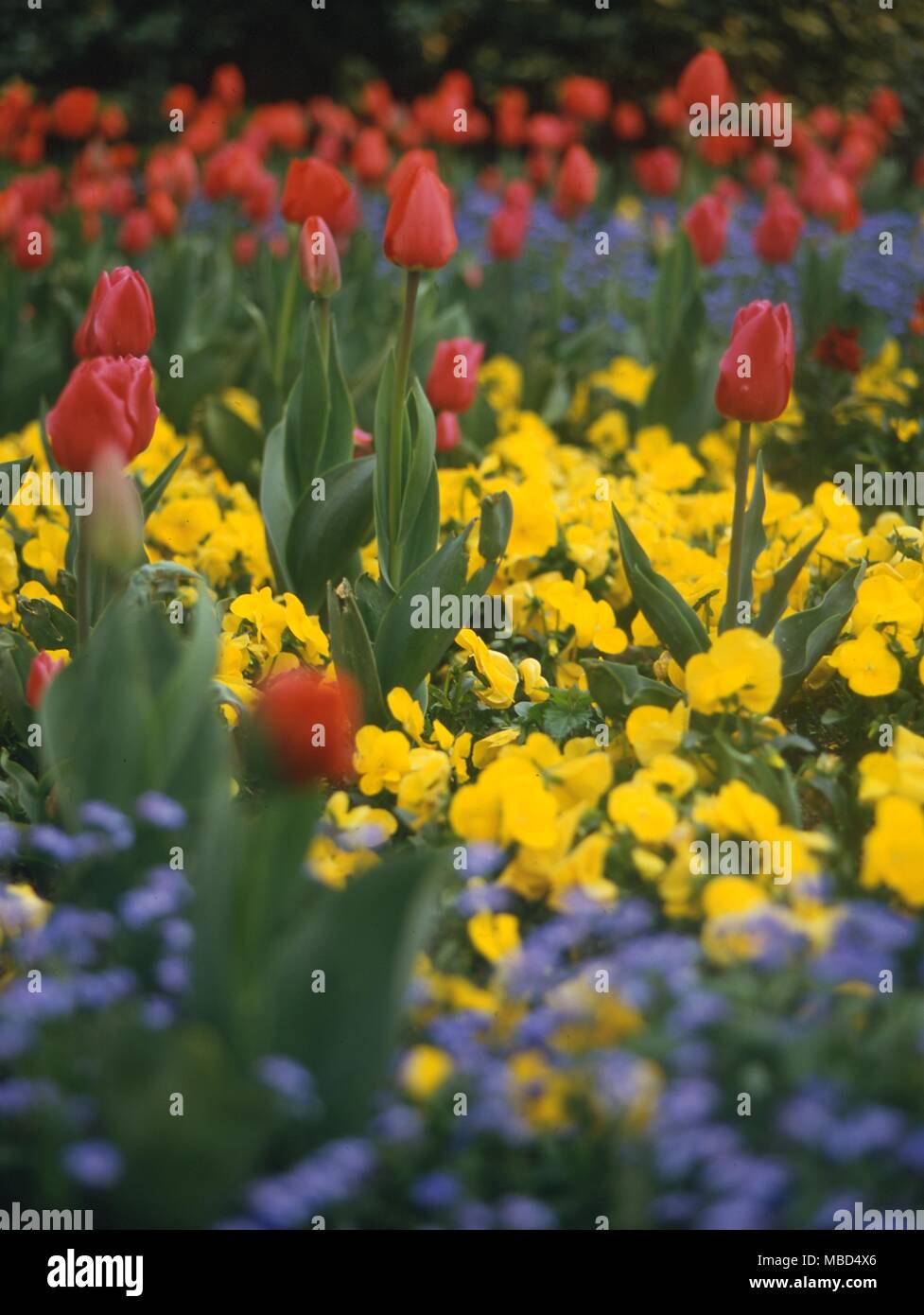 Blumen und Pflanzen - Frühling Anzeige - © Charles Walker/ Stockfoto
