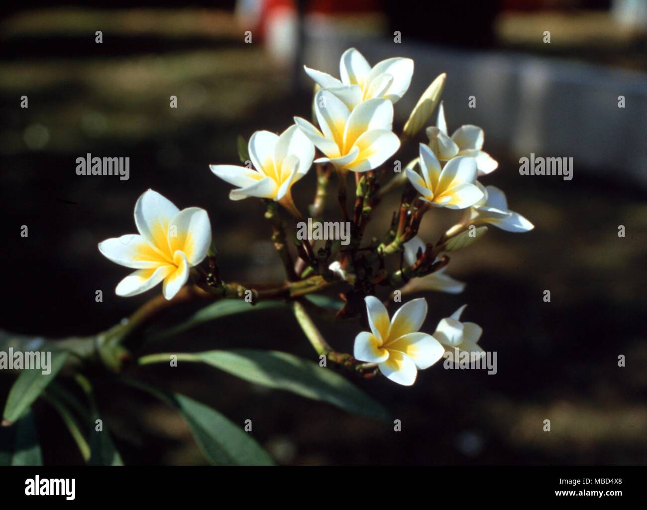 Pflanzen - Temple Tree - die Blumen des Heiligen Tempel Baum in Thailand. - © Charles Walker/ Stockfoto