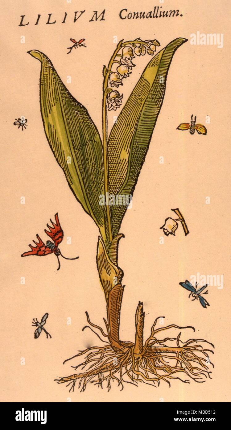Maiglöckchen, nach einem Holzschnitt, "Historia Generalis Plantarum, 1587 Stockfoto