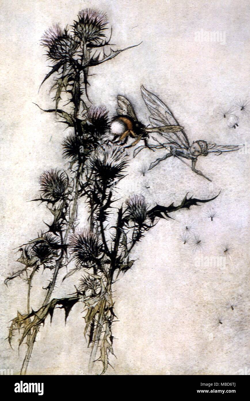 Der Sommernachtstraum - Töte mich ein rot-walm demütig - Biene auf einer Distel. Abbildung von Arthur Rackham für die 1908 Edition von Ein Sommernachtstraum von Shakespeare Stockfoto