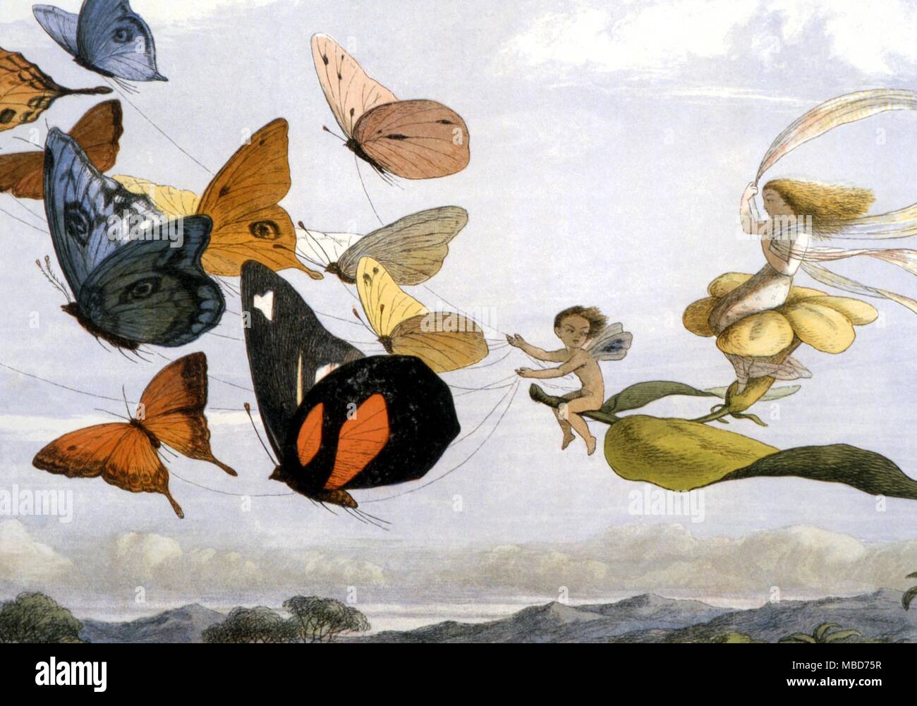 Feen und Elfen - Fairy Queen nimmt eine luftige Fahrt im Licht der Beförderung eine zwölf-in-Hand, durch das vollblut Schmetterlinge gezeichnet. Von Richard Doyle's im Märchenland. Eine Reihe von Bildern aus dem Elf-World, 1875. Stockfoto