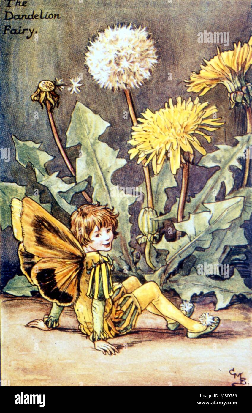 Feen - Der Löwenzahn Fairy c 1920 Stockfoto