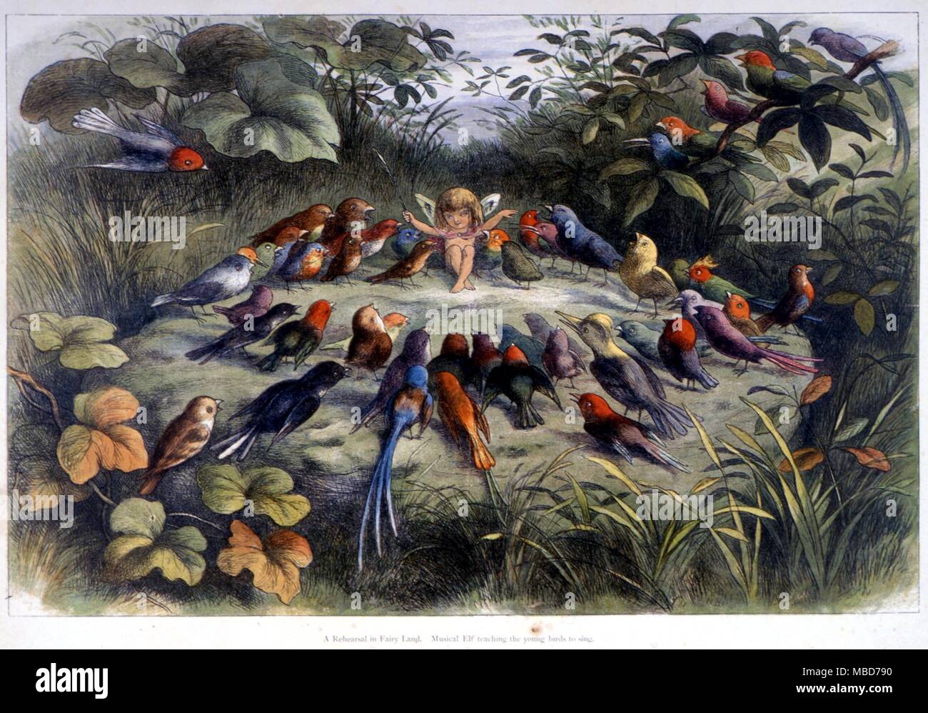Feen und Elfen - eine Probe in Fairyland - Musikalische Elf lehren die jungen Lerchen zu singen - von Richard Doyle's In Fairyland - eine Reihe von Bildern aus dem Elf-World - 1875 Stockfoto