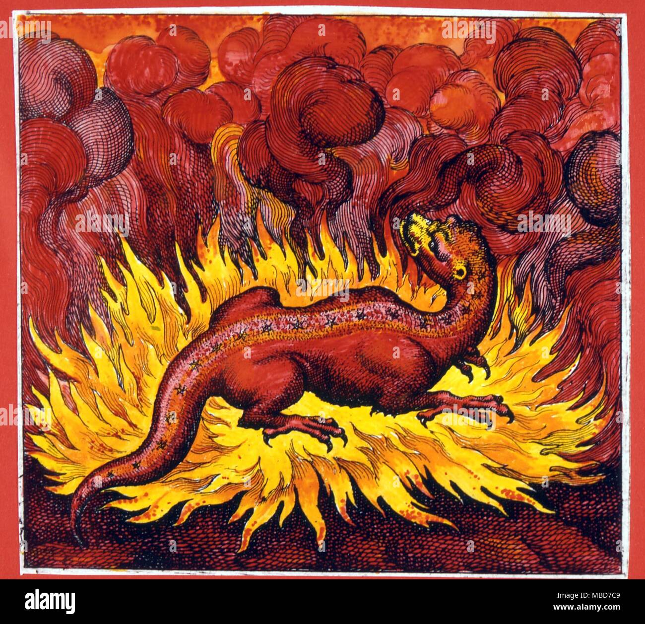 Alchemie - Salamander - Elemental Seele des Feuers reich. Aus dem 17. Jahrhundert drucken basierend auf Lambsprinck. Stockfoto
