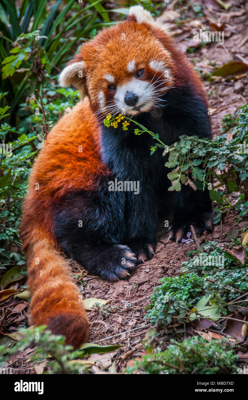 Ein Roter Panda im Gehäuse in Chengdu Panda Forschungs- und Aufzuchtstation in China Stockfoto